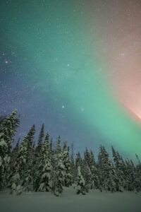 snowy trees Aurora, Luisa Schaffner