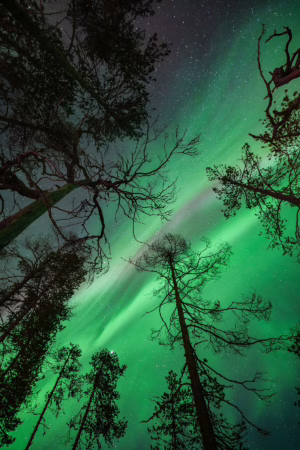 Luisa Schaffner - Highway of green lights